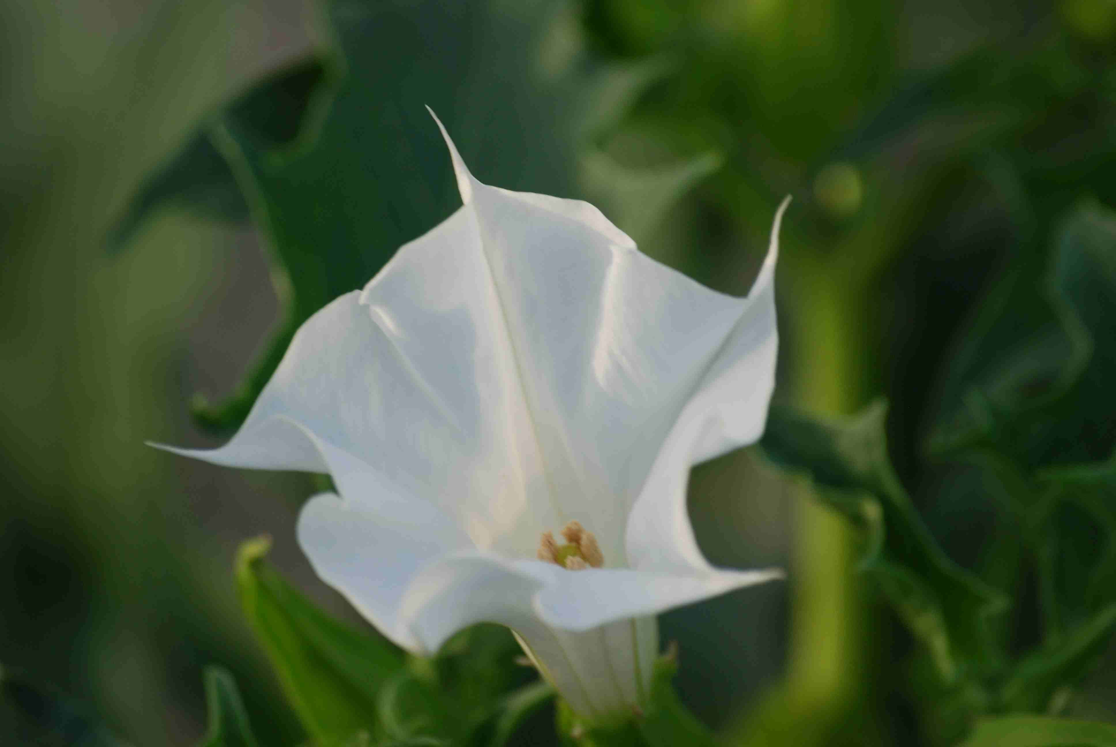 Datura stramonium